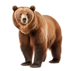 Brown bear isolated on transparent background