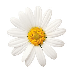 Daisy flower isolated on transparent background