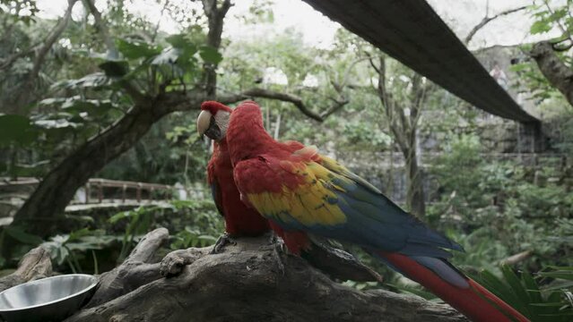 Two colorful parrots in forest area - steady tracking shot