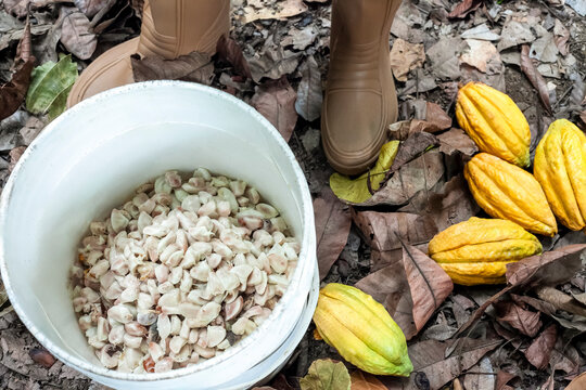 Chuao Harvest Time: Cocoa Pulp in White Bucket with Farmer