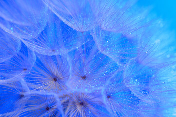 Beautiful dew drops on a dandelion seed macro.