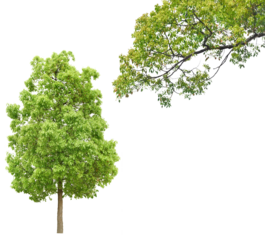 クスノキ　4月撮影