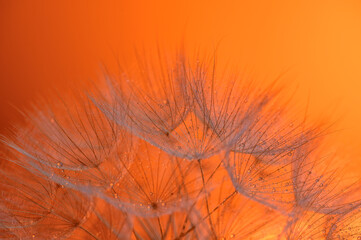 Water drops on a dandelion seeds at sunset. Morning dew closeup. 1