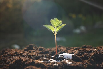 Young sprout growing in soil with granulated fertilizer outdoors