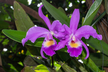 Purple orchid flowers in the garden, Beautiful flowers