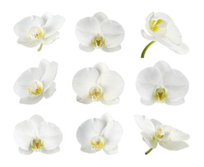 Obraz premium Beautiful orchid flowers isolated on white, set