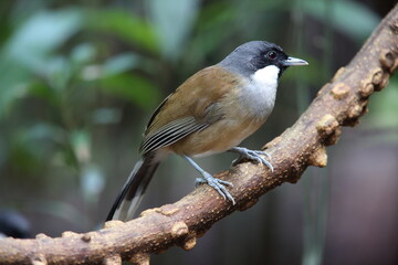 White-cheeked laughingthrush (Pterorhinus vassali) is a species of bird in the family Leiothrichidae. It is found in Cambodia, Laos and Vietnam. 