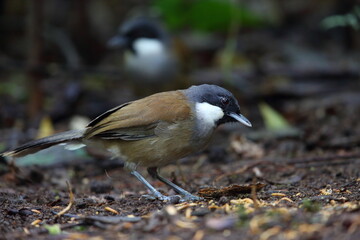 White-cheeked laughingthrush (Pterorhinus vassali) is a species of bird in the family Leiothrichidae. It is found in Cambodia, Laos and Vietnam. 