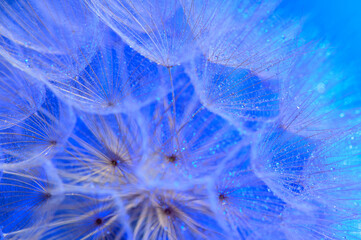 Water drops on a parachutes dandelion on a beautiful blue.4