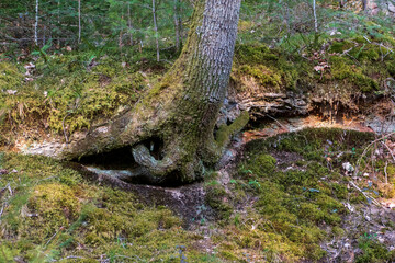 Wurzeln eines Baumes wachsen in der Luft hängend an einem Hang entlang