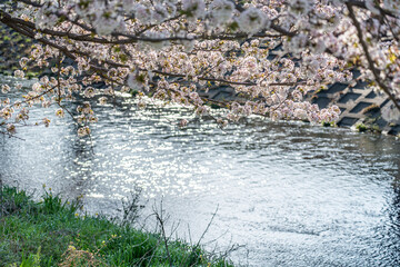 川沿いに咲く桜