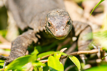 Mertens' water monitor, also called commonly Mertens's water monitor is a species of lizard in the...