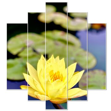 lotus flower in the pond