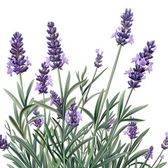 Obraz premium Close-up illustration of a lavender plant in full bloom, showcasing the vibrant purple flowers and bright green foliage against a white background.