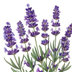 Naklejka premium Close-up illustration of a lavender plant in full bloom, showcasing the vibrant purple flowers and bright green foliage against a white background.