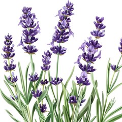Close-up illustration of a lavender plant in full bloom, showcasing the vibrant purple flowers and...