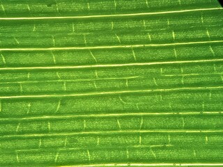 Monocot leaf under a microscope