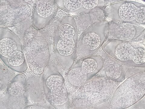 Nematode eggs with an elliptical shape, found in the cleavage stage and distributed across the nematode's body.