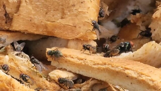 swarm of flies is swarming over a pile of bread crumbs