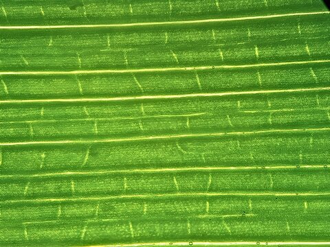 Monocot leaf under a microscope