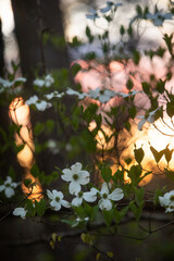 Spring Forest Blossom Sunset