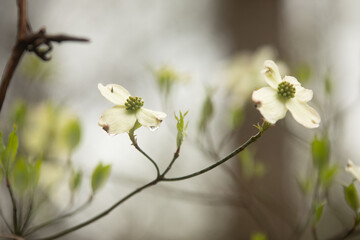Sunset Dogwoods
