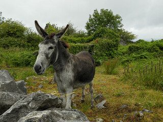 donkey in a pasture