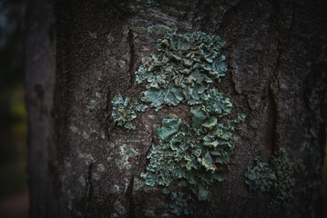 bark of a tree with moss