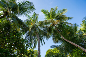 Palm trees in a dense green forest.
