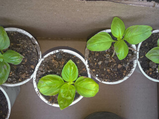 four leaf basil in pot