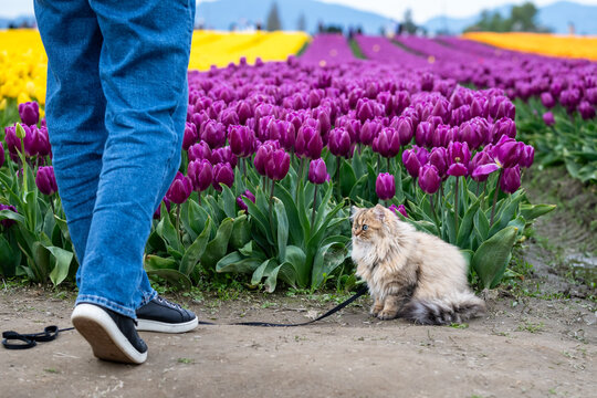 Light brown Persian cat on a leash exploring a tulip field with purple flowers blooming in the background
