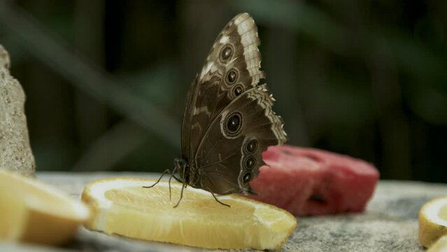 Pretty butterfly sitting on lemon slice - close up