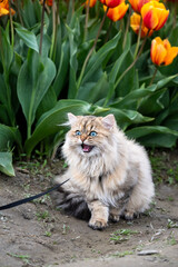 Light brown Persian cat on a leash exploring a tulip field with orange flowers blooming in the background
