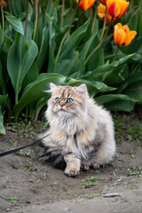 Naklejka na ściany i meble Light brown Persian cat on a leash exploring a tulip field with orange flowers blooming in the background 