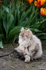 Light brown Persian cat on a leash exploring a tulip field with orange flowers blooming in the background
