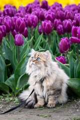 Light brown Persian cat on a leash exploring a tulip field with purple flowers blooming in the background

