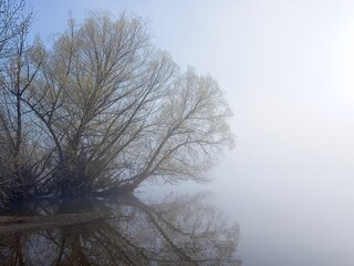 Abstract of tree on foggy morning.