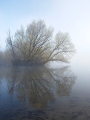 Tree and reflection on foggy morning.