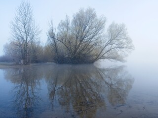Still water and tree in morning fog.