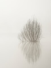 Abstract of plant in water on foggy morning.