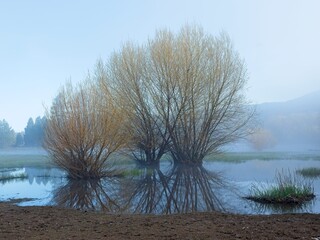 Two small trees in calm wetland.
