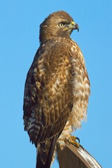 Close up portrait of perched hawk.