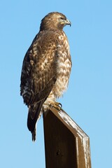 Red tailed hawk on post.