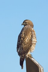 Perched hawk looks the other way.
