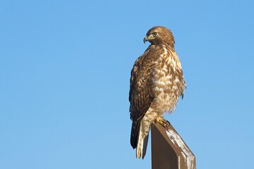 Red tailed hawk alert on wood post.