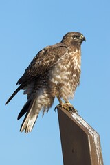 Red tailed hawk flutters its feathers.