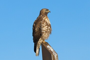 Alert Hawk on wooden post.