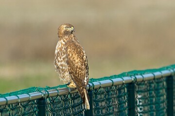Hawk perched on a chain link fence.