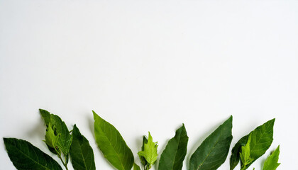 観葉植物　多肉植物　素材　余白　白背景　シンプル
