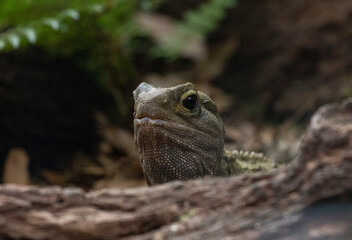 Tuatara (Sphenodon punctatus) close-up head shot